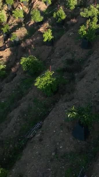 Gain Unique Perspective You Explore Vibrant Avocado Plantations Rustic Farmhouses — Stock Video
