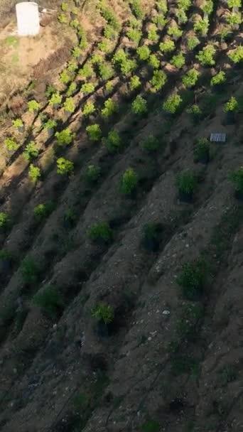 Vznášejte Nad Zažít Zemědělský Ráj Jižního Turecka Jeho Svěží Avokádové — Stock video