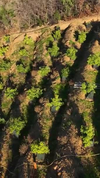 この魅力的な垂直ビデオでは 空中の視点からアボカドプランテーションと山の農家の素晴らしさを発見すると同時に 魅力的な農業旅行に着手してください — ストック動画