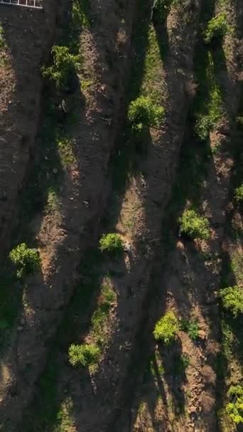 Mergulhe Beleza Natural Região Montanhosa Sul Enquanto Assiste Extensas Plantações — Vídeo de Stock