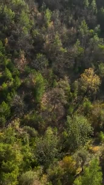在这片迷人的土地上 鸟瞰着美丽的鳄梨林和坐落在梯田里的乡村住宅 捕捉着自然与人类的和谐相处 — 图库视频影像
