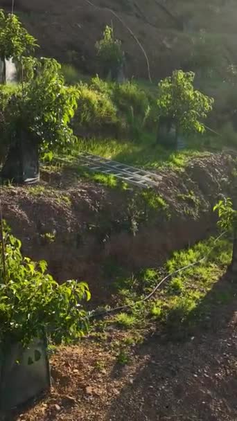 当你欣赏欣欣向荣的鳄梨种植园和迷人的农舍时 从空中俯瞰这种独特的耕作方式的美丽之处 你就可以逃离到一个梯田般的避风港 — 图库视频影像