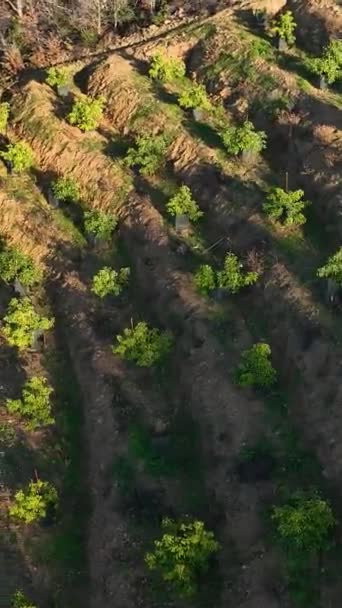 Найдите Спокойствие Среди Террасовых Пейзажей Наблюдая Серенаду Авокадо Плантаций Сельских — стоковое видео