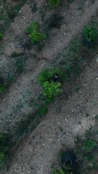 Aproveite Esplendor Das Paisagens Terraços Adornadas Com Prósperas Plantações Abacate — Vídeo de Stock