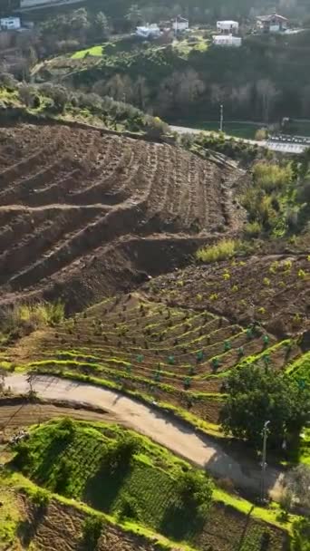 当你探索梯田鳄梨种植园和迷人的农舍 从空中捕捉到耕作方法和自然景观的美丽时 你可以踏上一个农业欢乐之旅 — 图库视频影像