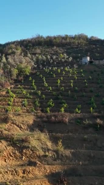 Descubra Rica Herança Agricultura Enquanto Explora Terraços Abacate Serenas Fazendas — Vídeo de Stock