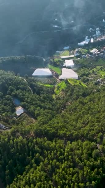 用广阔的鳄梨林发现肥沃的农业区 用这个迷人的垂直视频从空中捕捉自然美和农业繁荣 — 图库视频影像