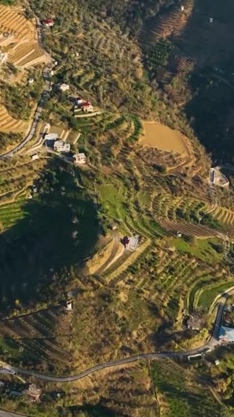 Jelajahi Daerah Pertanian Gunung Yang Subur Mana Kelimpahan Alpukat Tumbuh — Stok Video