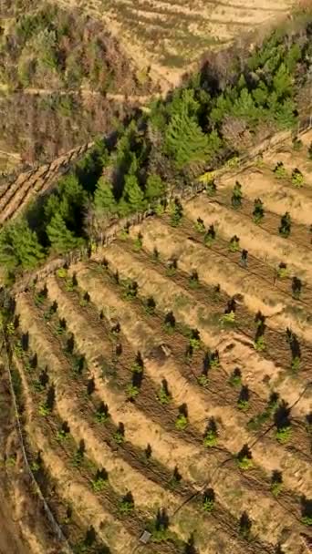 Dağlarda Yuva Yapmış Geniş Avokado Bahçelerinin Üzerinde Süzül Tarım Bölgesinin — Stok video