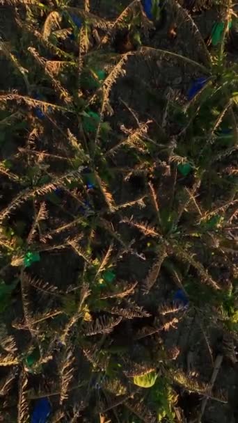 Assistez Beauté Cycle Des Natures Alors Que Drone Capture Les — Video