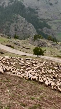 Bir çobanın huşu uyandıran manzarasını ele alalım. Bir koyun sürüsünü gökyüzü manzaralı dağlardan geçirir..