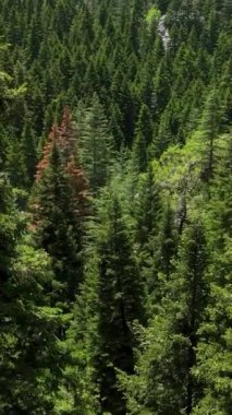 Bu dikey videoda doğa güzelliğine dalmak için yemyeşil ormanlarda unutulmaz bir yolculuğa çıkın..