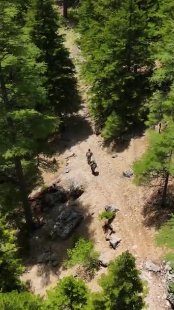Vydejte Cestu Nezmapovanými Stezkami Řekami Okouzlujícím Lese Tomto Vertikálním Videu — Stock video