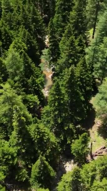 Dikey Videoda Yemyeşil Ormanda Yürüyüş Yapan Maceraperest Gezginlere Katılın — Stok video