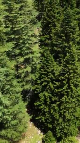 Dikey Videoda Bir Grup Maceraperest Ile Birlikte Dingin Yeşil Ormanlara — Stok video