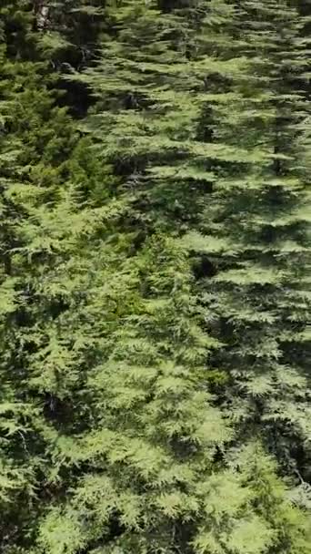 緑豊かな森に入り込むハイカーの中でドローンが垂直方向の映像で見事な映像を撮影します — ストック動画