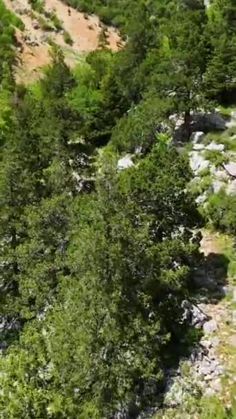 여행객들 숲으로 영상에서 그들의 여정을 포착하 — 비디오