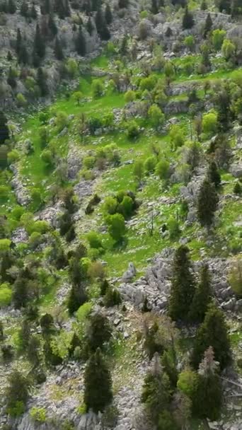 雄大な山脈を飾る静かな緑の森の中で静けさを見つけ この垂直ビデオで自然の美しさの本質を捉えます — ストック動画