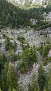 Doğanın görkemli güzelliğini dağlık vahşi orman manzarasıyla tecrübe edin. Yükselen zirvelerin ihtişamını ve yemyeşil yeşilliği dikey videonuzda yakalayın.