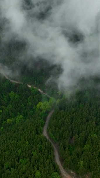 Ambil Mundur Udara Tenang Melalui Hutan Misterius Dalam Video Vertikal — Stok Video