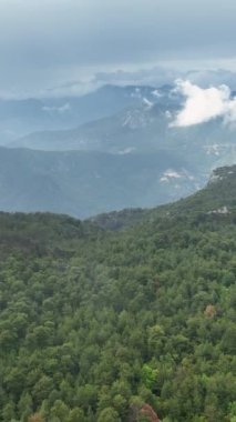 Bu ilham verici dikey videoda, yağmurla ıslanmış yeşil doğanın sönmüş ihtişamını yakalayın. Canlı yeşilliğe tanık olun ve ferahlatıcı atmosferi hissedin..