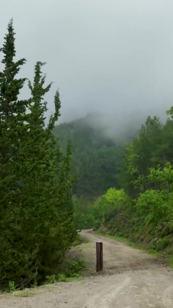 Utforska Gåtfulla Skogarna När Svävar Genom Dem Vertikal Video Bevittna — Stockvideo