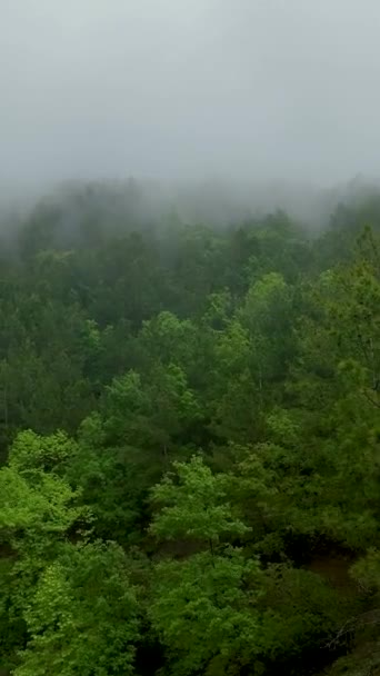 Fördjupa Dig Den Fridfulla Skönheten Grön Skog Efter Regn Genom — Stockvideo