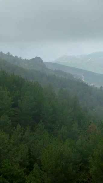 Dikey Videoda Üzerinde Süzülürken Çiğ Yeşil Ormanın Büyüsünü Keşfedin Tecrübe — Stok video