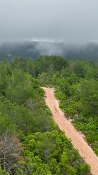 Upplev Naturens Föryngring När Får Glimt Den Regnfräscha Grönskande Skogen — Stockvideo
