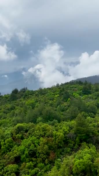 Испытайте Кинематографический Побег После Дождя Исследуя Пышные Зеленые Леса Воздушной — стоковое видео