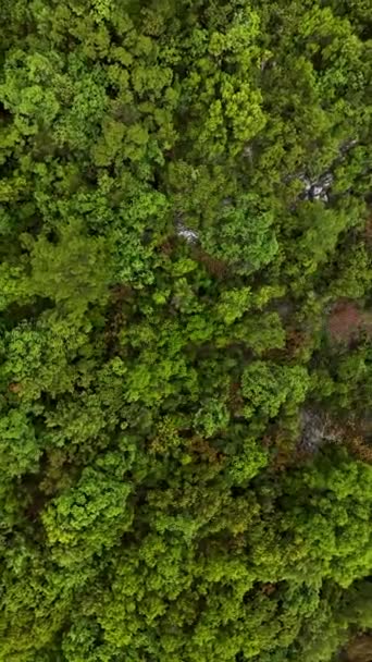 Dig Fängslande Resa Genom Naturens Palett När Möter Regntvättad Grön — Stockvideo