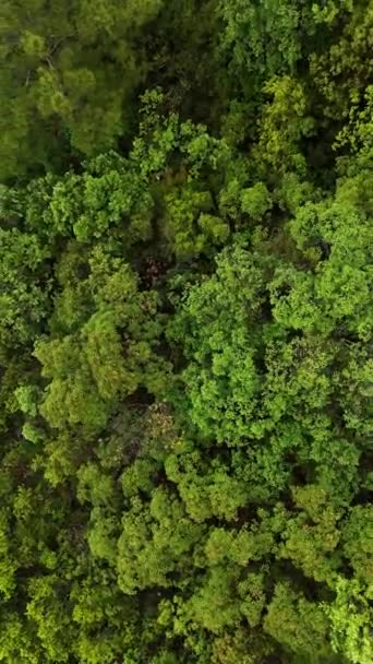 Büyüleyici Dikey Videoda Yeşil Orman Patikası Boyunca Havadan Maceraya Atılırken — Stok video