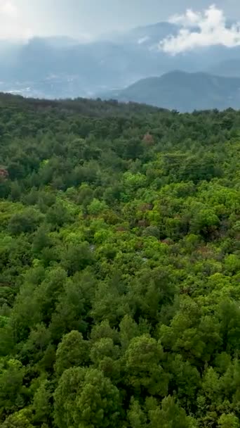 Följ Stigen Mindre Reste Genom Regntvättad Grön Skog Som Upplever — Stockvideo