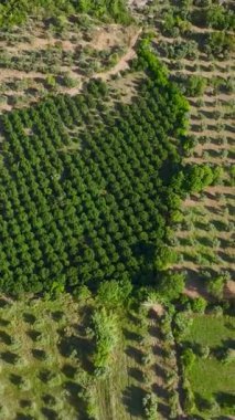 Halı sanatının sırlarını açığa çıkarmak, hassas kurutma teknikleri ve renk dehasının yenilenmesi..
