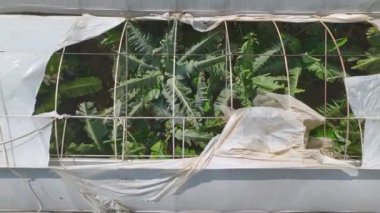 Muz dolu tarihi seralar üzerinde yüksek çözünürlüklü bir hava yolculuğu yapın..