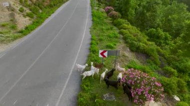 Yol kenarında huzur içinde otlayan bir koyun sürüsünün 4K hava görüntüsü. Manzara kırsal görünümü.