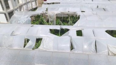 Tarihi muz çiftliklerinin 4K hava görüntülerini izleyin. Güzel ve yemyeşil.