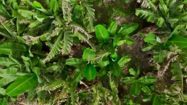 Açık hava muz çiftliğinin 4K drone görüntüsünü deneyin. Canlı yeşil muz bitkilerinden oluşan sıralar.