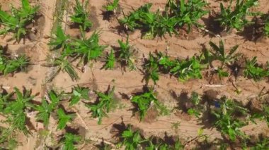 İnşaatın bitmesine dikkat edin. Yüksek bina tamamlanıyor..