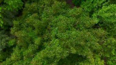 Sıcak güneşin ve açık gökyüzünün altındaki muz tarlalarının hava manzarasının tadını çıkarın..