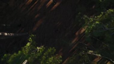 Gölgeleri takip edin ve 4K 'da gizemli bir ormanda siyah giyen bir adamla sırları açığa çıkarın..