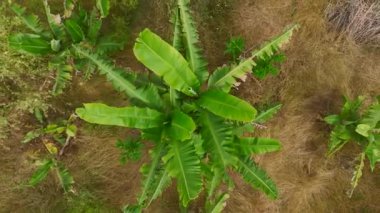 Gökyüzünün altında özgürce büyüyen muz ağaçlarının sonsuz yeşilliğine bakın..