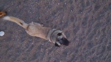 Köpeklerin kumsalda eğlendiğini, İHA tepemizde uçarken kovaladığını ve zıpladığını görün..