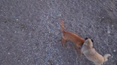 Kumsalda uçan bir dronu yakalamaya çalışan köpekleri izlemek..