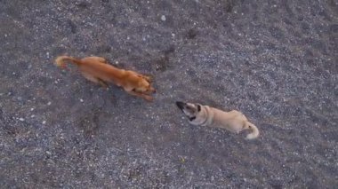 Kumsalda köpeklerin bir dronu kovalamasını ve ona saldırmasını izlemek, onu yakalamaya çalışırken eğlenmek..