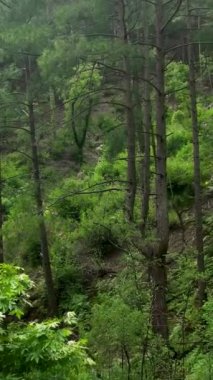 Bu dikey videoda, engebeli dağ sıraları ve serin bir nehirle çevrili Yeşil Kanyon 'un nefes kesici güzelliğini görün..