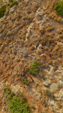 Dağda otlayan bir koyun sürüsü olarak 4K 'daki huzurlu anlara tanık olun. Doğanın sakinliğini gösteren dikey bir video..