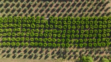 Açık hava halı imalatına tanık olun. İçi binlerce halı ve büyüleyici 4K ile dolu geniş araziler..