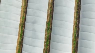 Büyüleyici bir sera labirenti keşfedin, her biri çeşitli sebzeleri besleyen, çarpıcı 4K detaylarıyla sergilenen.