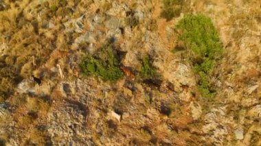 Akdeniz manzaralı deniz kıyısında otlayan keçilere bakın. Huzurlu yaşam alanları canlı 4K ile sergileniyor..